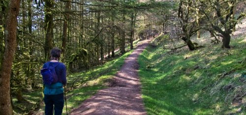 woodland_path.jpeg